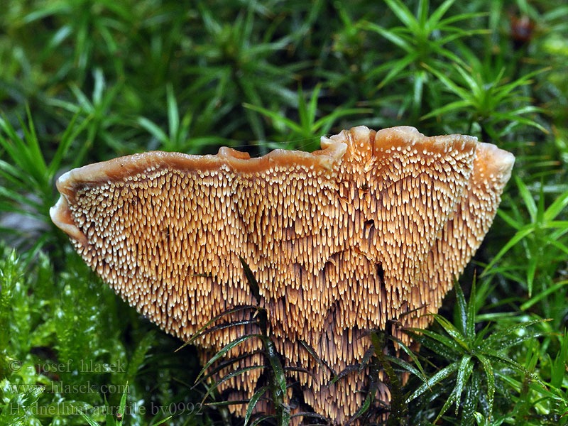 Hydnelle orangé Flammebrunpigg Hydnellum auratile