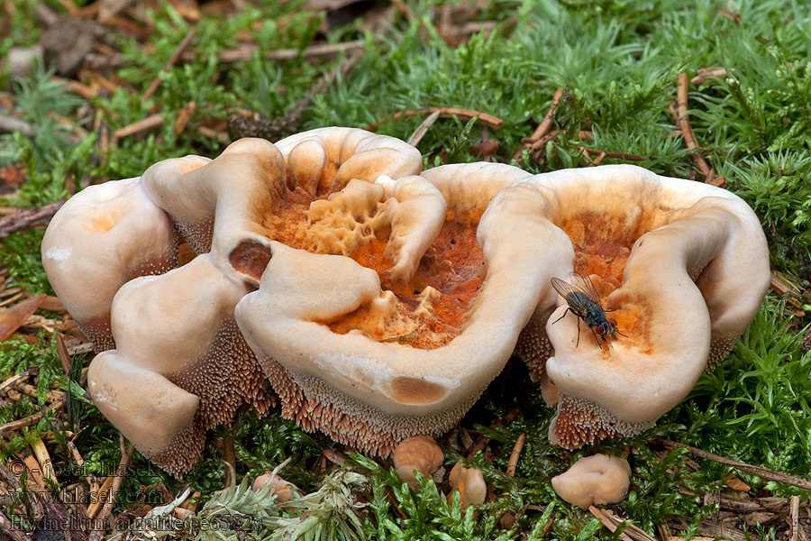 Lošákovec hnědooranžový Hydnellum auratile