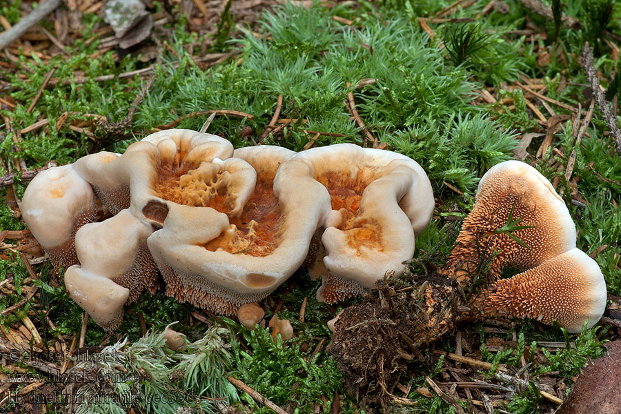 Orangebrauner Korkstacheling Hydnellum auratile