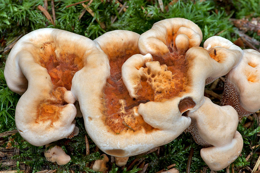 Kolczakówka dołkowana Hydnellum auratile