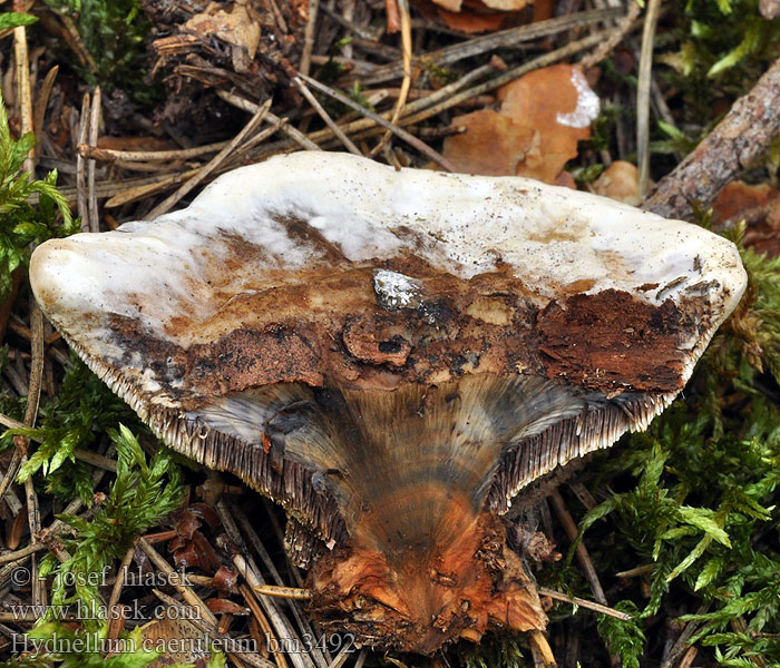 Hydnellum caeruleum Lošákovec blankytný Lošák