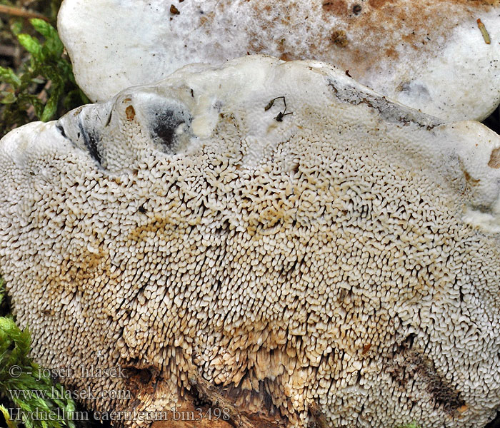 Bläulicher Korkstacheling Blauwgestreepte stekelzwam