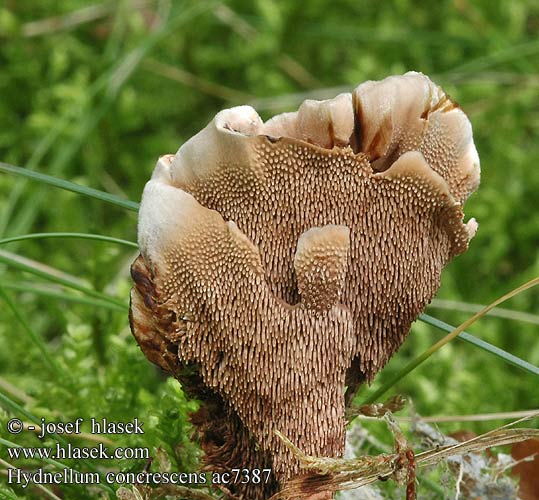 Hydnellum concrescens Lošák pásovaný Jelenkovka pásikavá