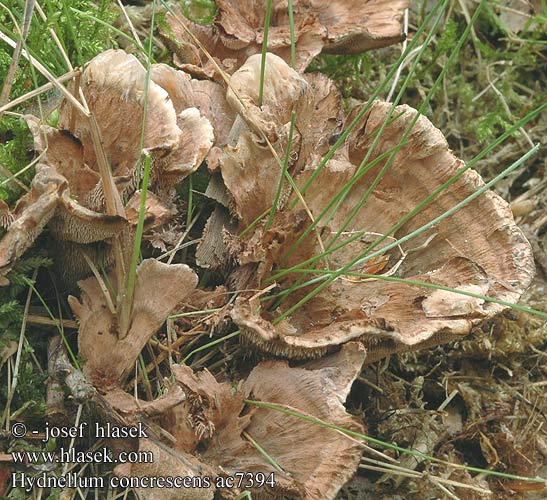 Hydnellum concrescens Kolczakówka strefowana Zraščena ježevka