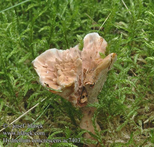 Hydnellum concrescens Hydne concrescent Calodon zonatum チャハリタケ（