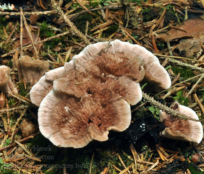 Hydnellum concrescens Lošák pásovaný Jelenkovka pásikavá