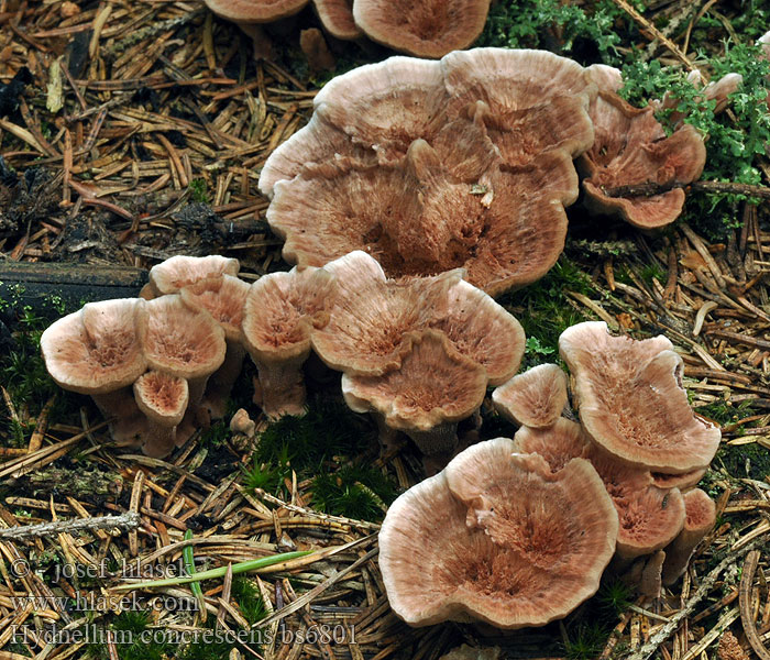 Hydnellum concrescens Zoned tooth Zonate Fungus Kolczakówka strefowana