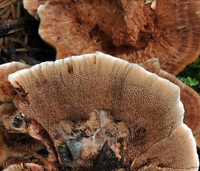 Hydnellum concrescens Hydnum zonatum Gezoneerde stekelzwam