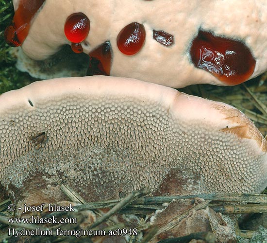 Hydnellum ferrugineum Hydne ferrugineux Rjasta ježevka