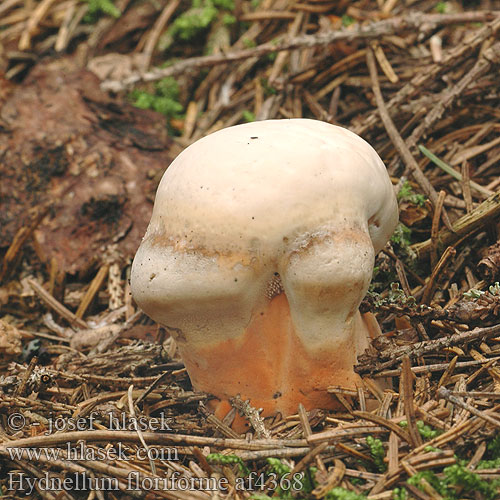 Hydnellum floriforme Hydnum aurantiacum auratile