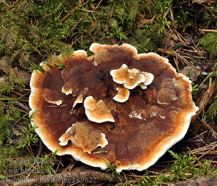 Hydnum aurantiacum auratile Lošákovec oranžový