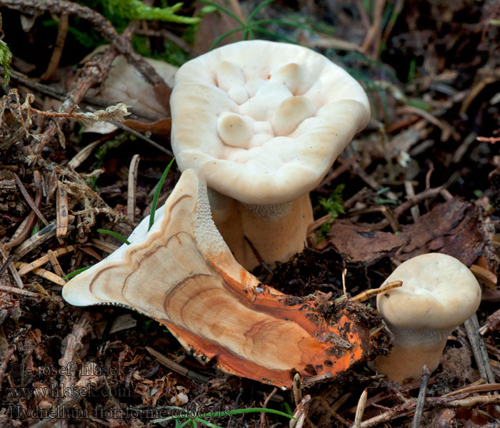 Lošákovec oranžový 金黄亚齿菌 Orange Hydnellum floriforme