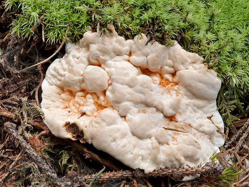 Lošákovec oranžový Hydnellum floriforme Hydnum aurantiacum auratile