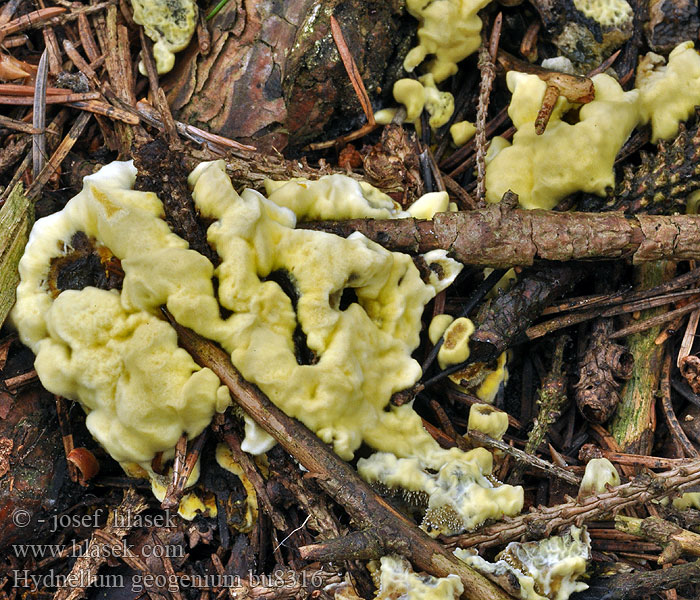 Hydnellum geogenium Hydnum Calodon Lošákovec sírožlutý