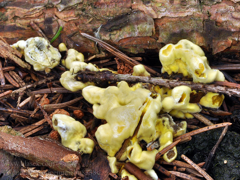 Hydnellum geogenium Lošákovec sírožlutý