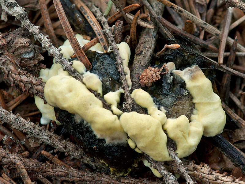 Hydnellum geogenium Hydnum Calodon Lošákovec sírožlutý