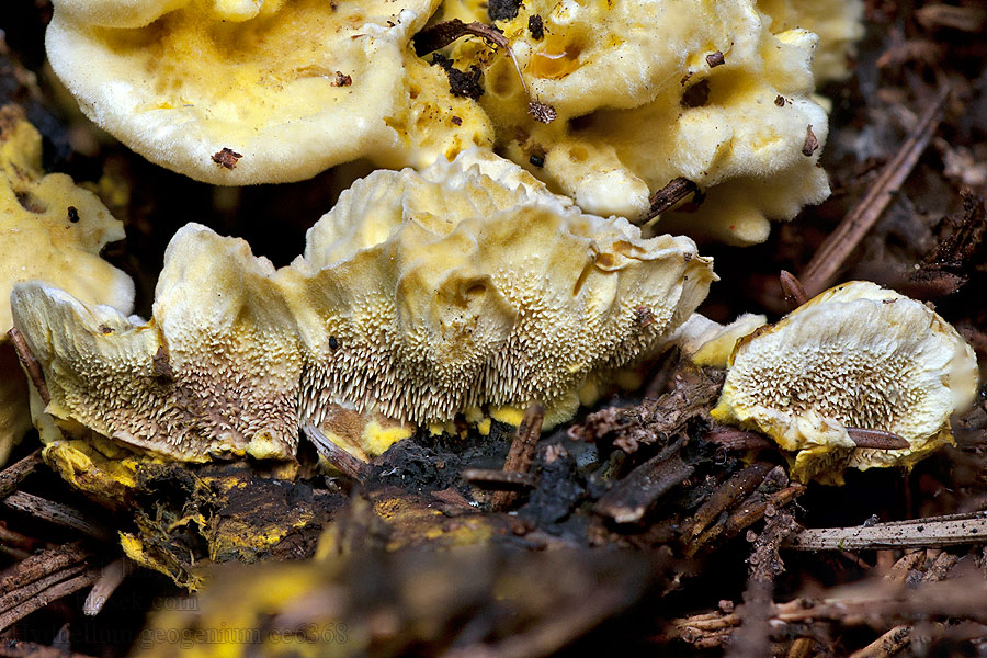 Rikkiorakas Hydne soufré Fagerbrunpigg Hydnellum geogenium