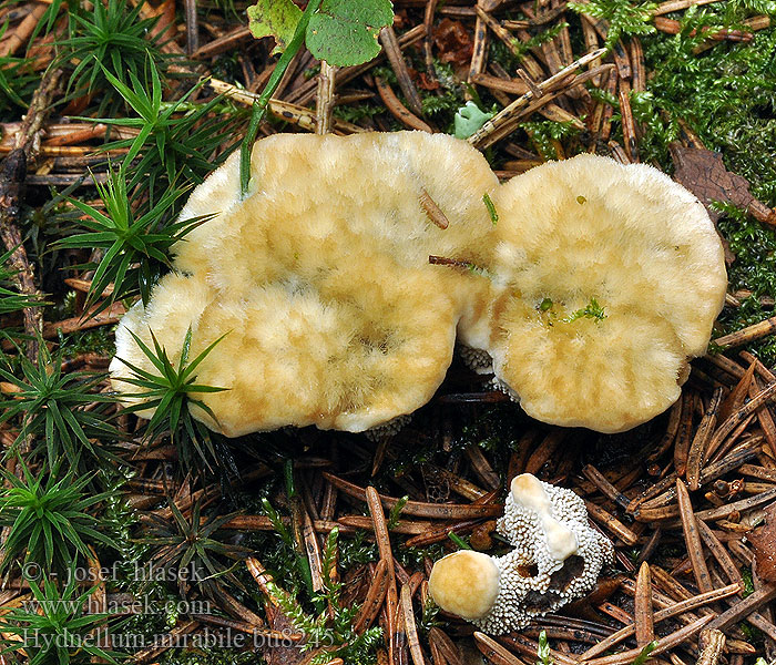 Hydnellum mirabile Striegeliger Korkstacheling