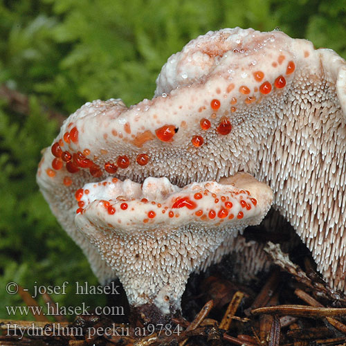 Hydnellum peckii Lošákovec palčivý Lošák Kolczakówka piekąca