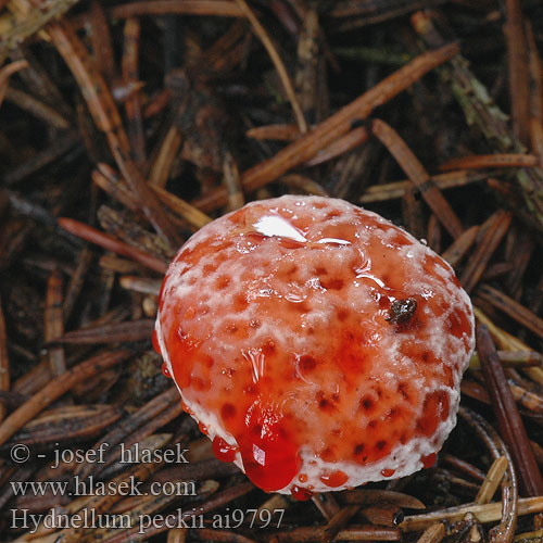 Hydnellum peckii Bitter korkpigsvamp Karvasorakas Bloeddruppelstekelzwam