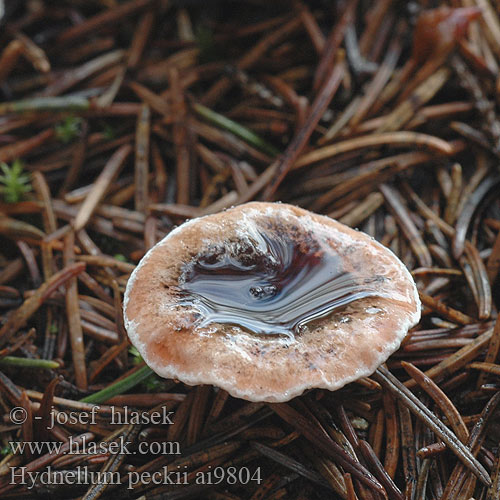 Hydnellum peckii Bloeddruppelstekelzwam Vražja plutovka