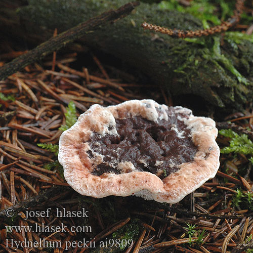 Hydnellum peckii Skarp rustbrunpigg dropptaggsvamp Jelenkovka pálčivá