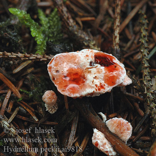 Hydnellum peckii ai9818