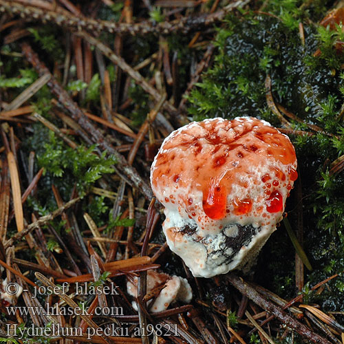 Hydnellum peckii Kolczakówka piekąca Devil's Tooth Bleeding Fungus