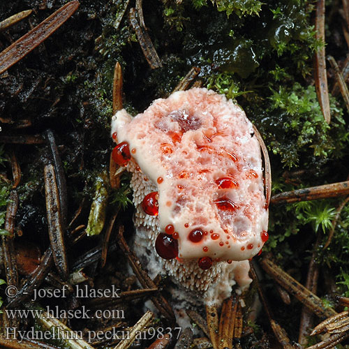 Hydnellum peckii Scharfer Korkstacheling Bitter korkpigsvamp