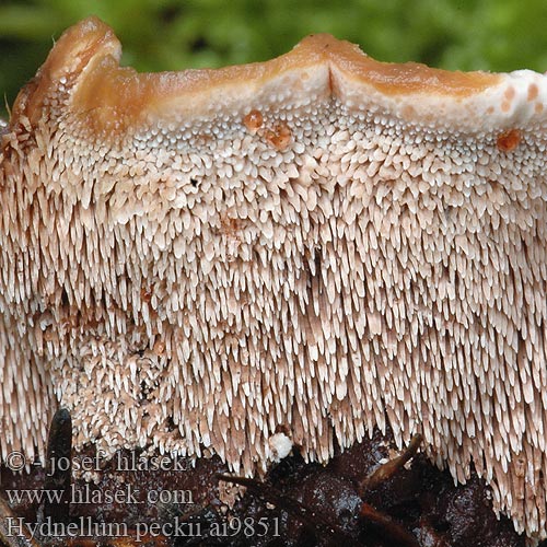 Hydnellum peckii Vražja plutovka Csípős parásgereben