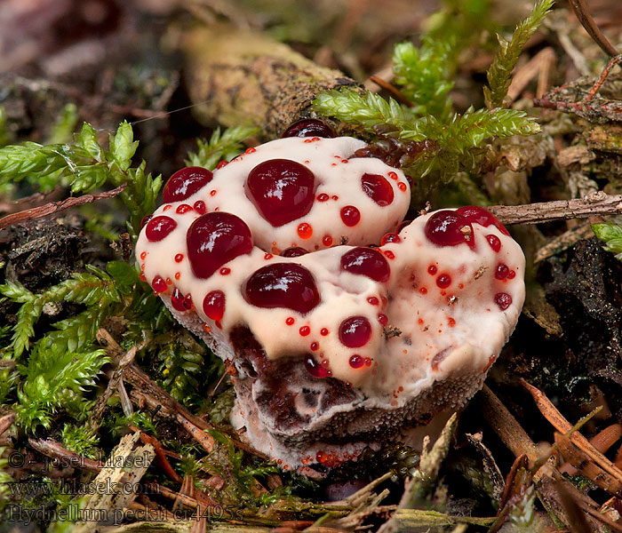 Hydnellum peckii