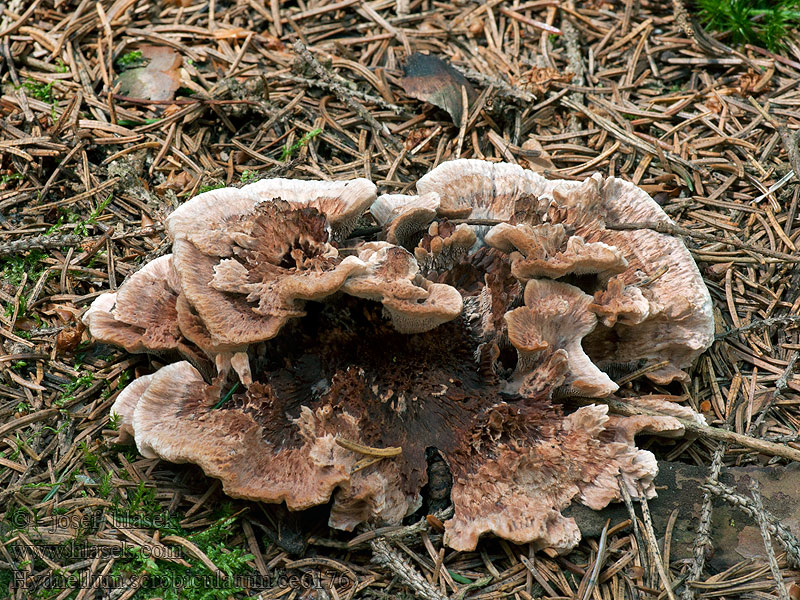 Grubiger Korkstacheling Kolczakówka dołkowana Hydnellum scrobiculatum