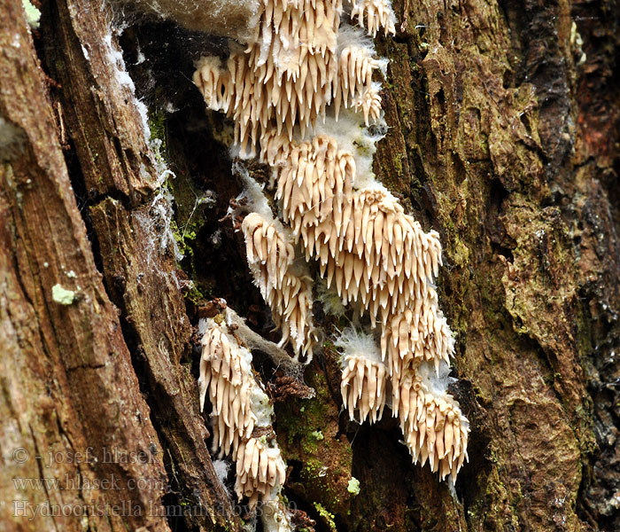 Hydnocristella himantia Kavinia Clavaria