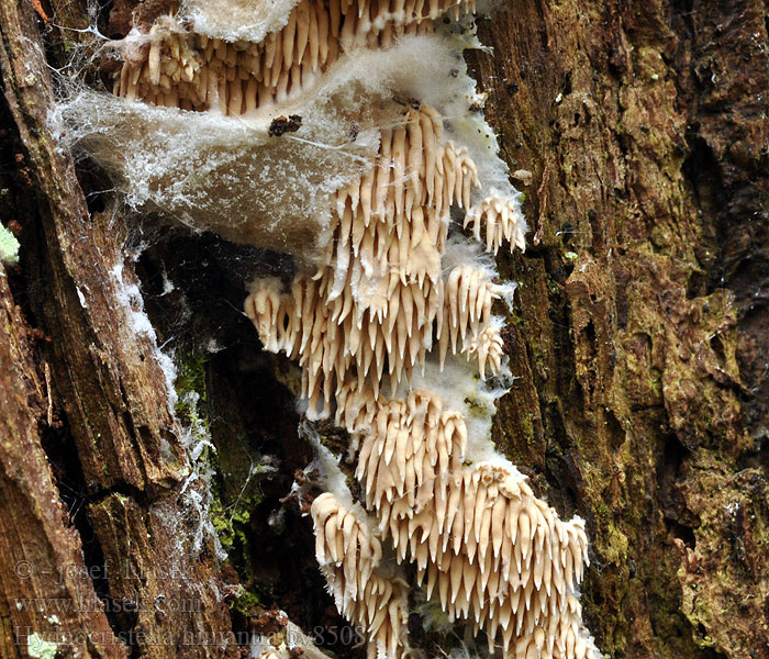 Hydnocristella himantia Kavinia Clavaria Kavinovka lošákovitá Ausgebreitetes Hängezähnchen Kolcóweczka gładkozarodnikowa