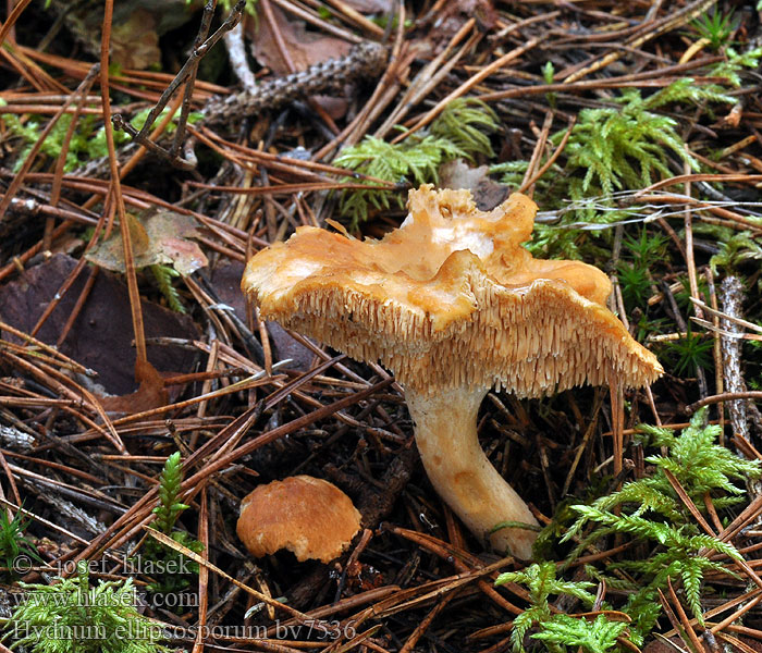 Hydnum ellipsosporum