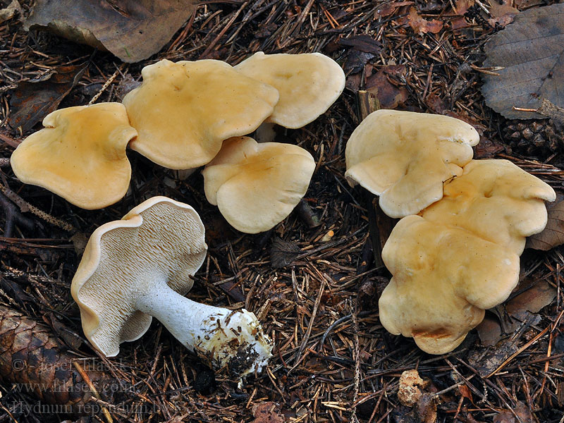 Hydnum repandum Wood Hedgehog mushroom fungus