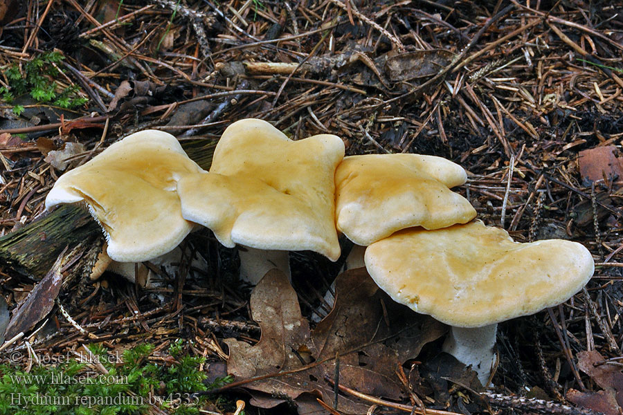 Hydnum repandum Lošák zprohýbaný Lišák