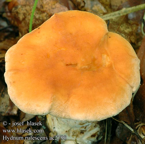 Hydnum rufescens ac2790