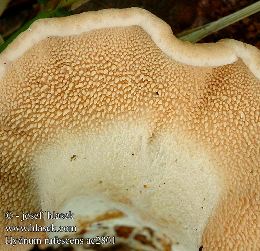 Hydnum rufescens Kolczak rudawy Ежовик красно-желтый Rödgul taggsvamp Lošák ryšavý Lišák Jelenka ryšavá Rotgelber Stoppelpilz Rotbrauner Semmelstoppelpilz Rødgul pigsvamp Lengua gato Hydne roussissant Terracotta Hedgehog Rossige stekelzwam Rdečkasti ježek Rusko-orakas Sárgásvörös gerebengomba Rødgul piggsopp