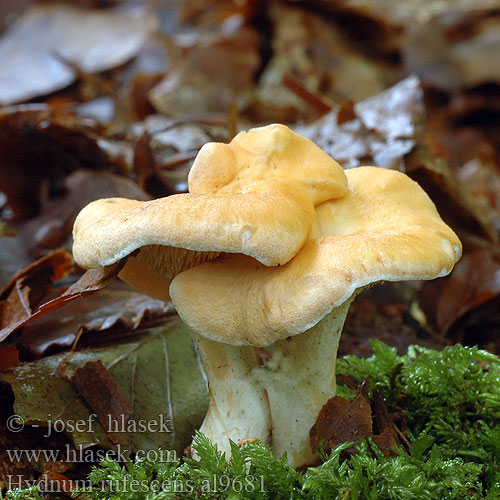 Hydnum rufescens al9681