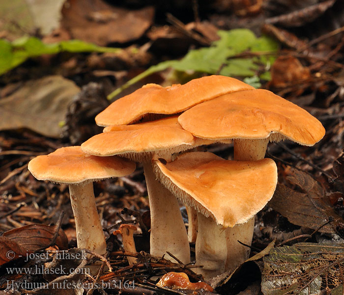 Rødgul pigsvamp Lengua gato Hydne roussissant Terracotta Hedgehog Rossige stekelzwam Rdečkasti ježek Rusko-orakas Sárgásvörös gerebengomba Rødgul piggsopp Hydnum rufescens Kolczak rudawy Ежовик красно-желтый Rödgul taggsvamp Lošák ryšavý Lišák Jelenka ryšavá Rotgelber Stoppelpilz Rotbrauner Semmelstoppelpilz