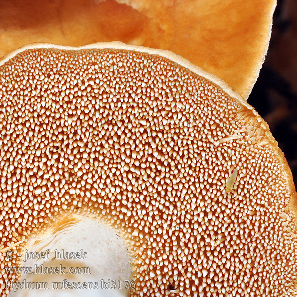 Hydnum rufescens bi3176