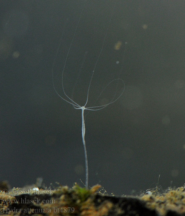 Hydra attenuata vulgaris Fresh-water polyp