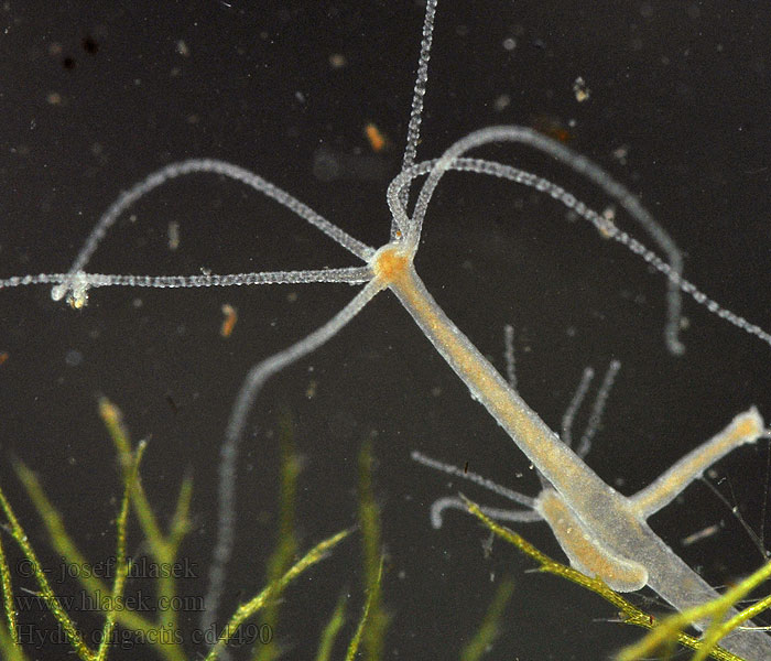 Hydra oligactis