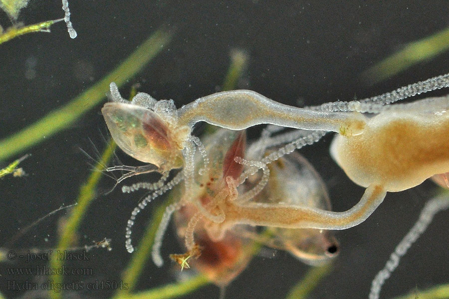 Стебельчатая гидра Hydra oligactis