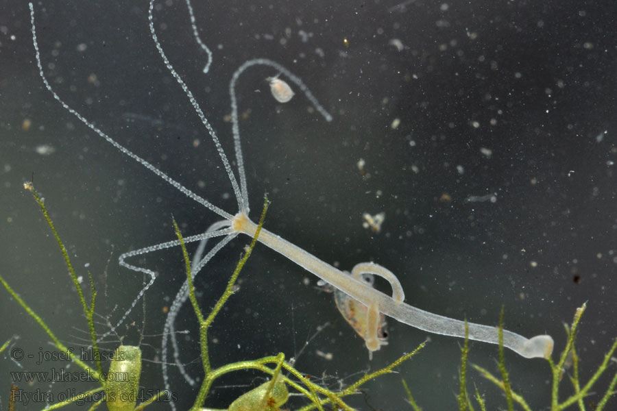 Stułbia szara Hydra oligactis