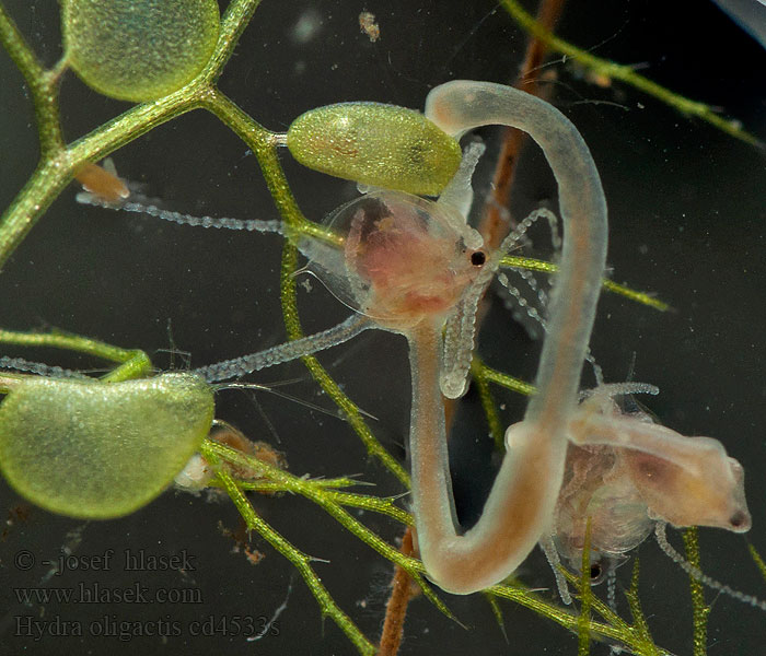 Süßwasserpolyp Hydra oligactis