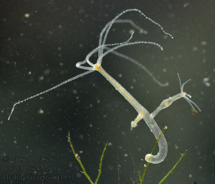 Brauner Gestielter Hydra oligactis