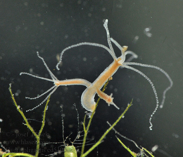 Hydra oligactis Brown hydra Nezmar hnedý