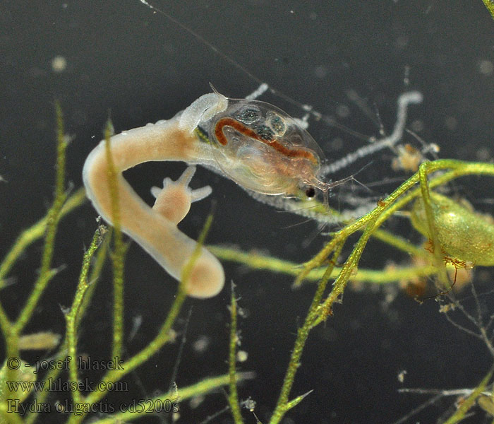 Hydra oligactis Stułbia szara Стебельчатая гидра